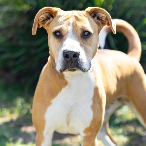 FLOCKA - Pit Bull Terrier available for adoption