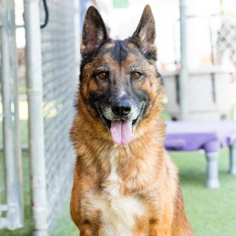 GUNTHER - German Shepherd Dog available for adoption