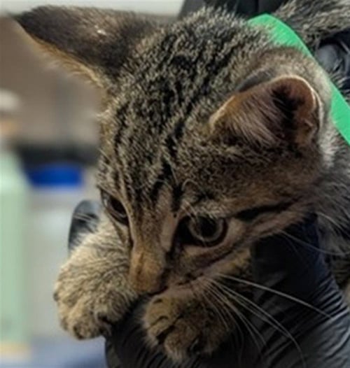 A887532 - Domestic Short Hair available for adoption