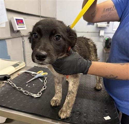 A888921 - Australian Cattle Dog/Blue Heeler available for adoption