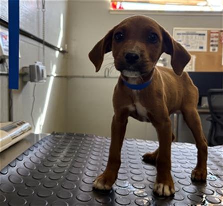 A888520 - Beagle / Pit Bull Terrier available for adoption