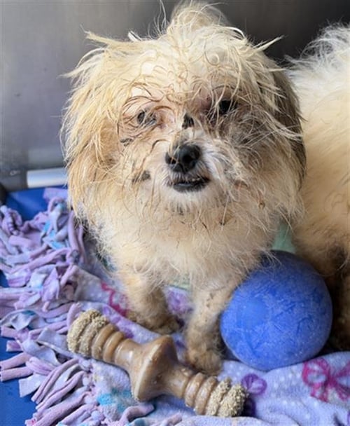 A889437 - Maltese available for adoption