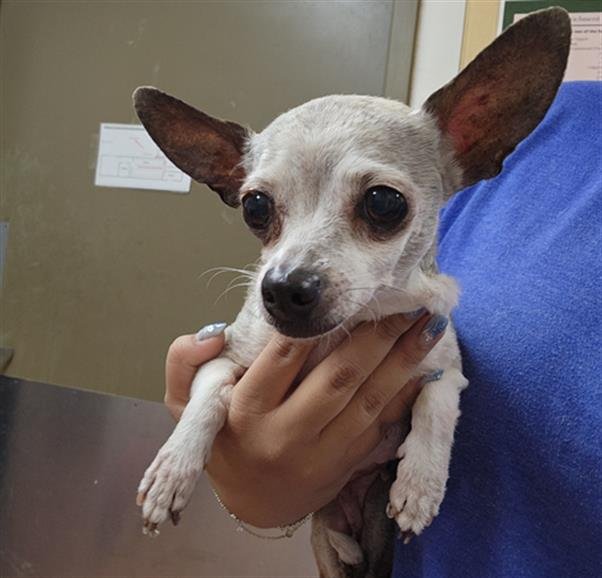 *ETHEL - Chihuahua available for adoption