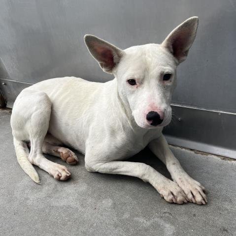 *CLOUD - Australian Cattle Dog/Blue Heeler / Pit Bull Terrier available for adoption