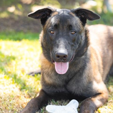 *ROMELU - Belgian Shepherd Malinois available for adoption