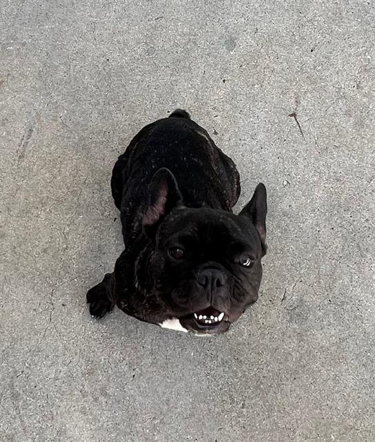 NINA Image