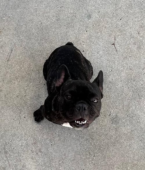 NINA - French Bulldog available for adoption