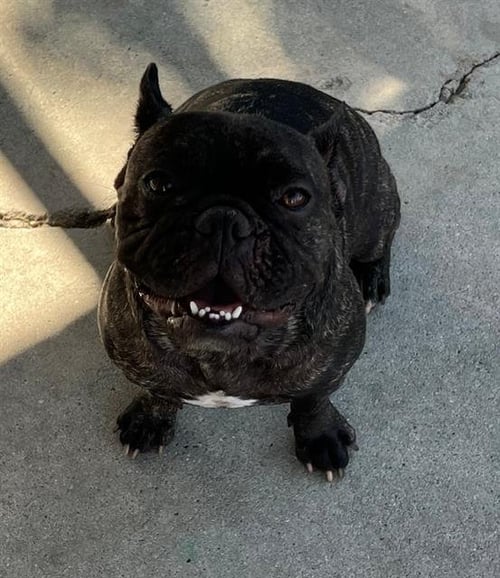 CHICO - French Bulldog available for adoption
