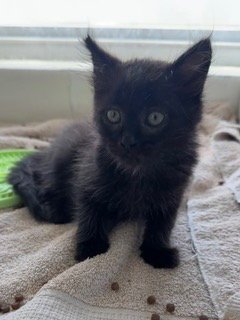 *OZZIE - Domestic Medium Hair available for adoption
