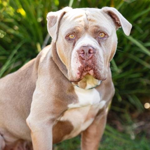 *KOA - Pit Bull Terrier available for adoption