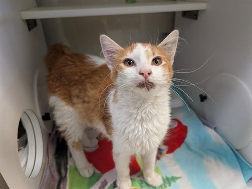 A887403 - Domestic Medium Hair available for adoption