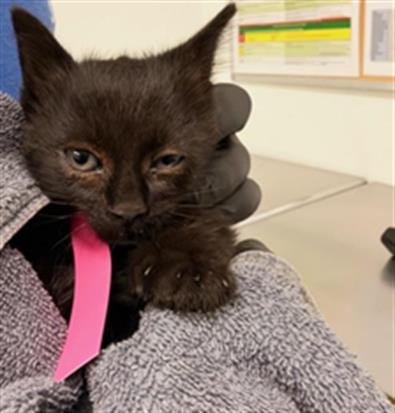A888460 - Domestic Short Hair available for adoption