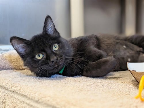A888499 - Domestic Short Hair available for adoption