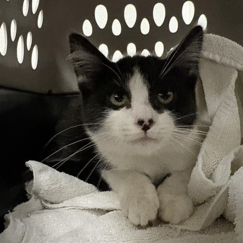 A888670 - Domestic Short Hair available for adoption