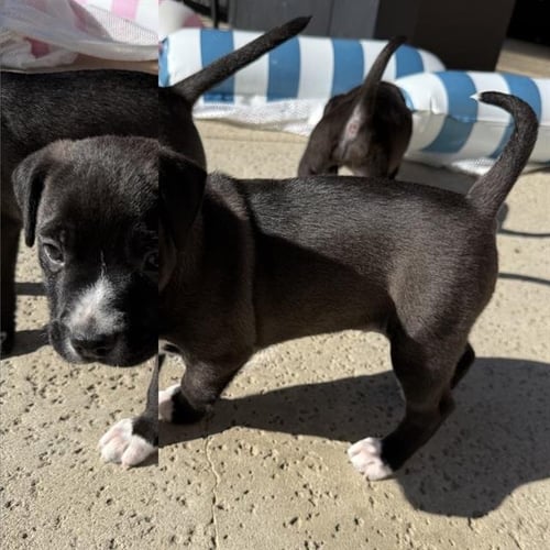 *MAX - Pit Bull Terrier / Chinese Shar-Pei available for adoption