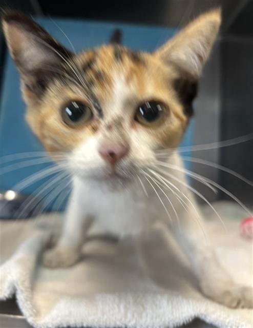 A888247 - Domestic Short Hair available for adoption