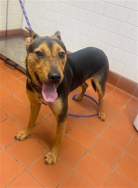 *SHY SHY - Doberman Pinscher / German Shepherd Dog available for adoption