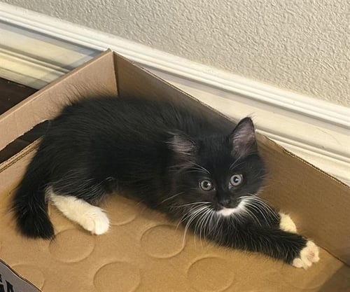 *BETTY - Domestic Short Hair available for adoption