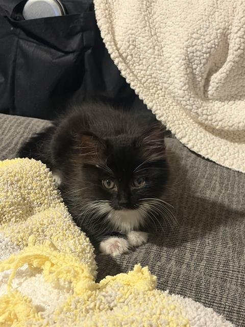 *BETTY - Domestic Short Hair available for adoption
