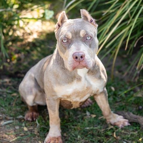 SHEILA - Pit Bull Terrier available for adoption