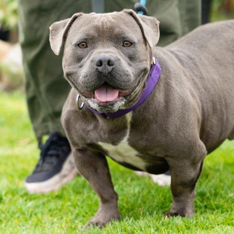 *KING - Pit Bull Terrier / American Staffordshire Terrier available for adoption