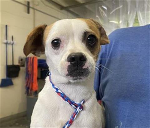 A888625 - Chihuahua available for adoption
