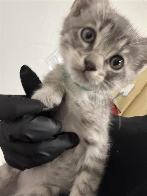 A887558 - Domestic Short Hair available for adoption