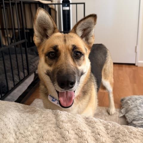 *NYX - German Shepherd Dog available for adoption