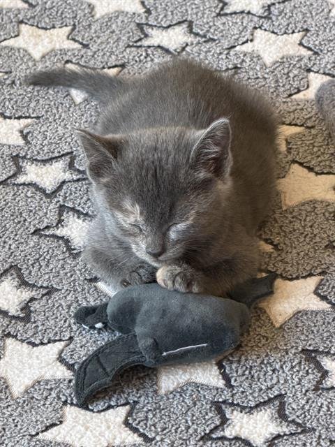 *ATHENA - Domestic Short Hair available for adoption