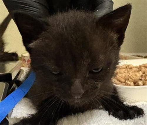 A888192 - Domestic Medium Hair available for adoption