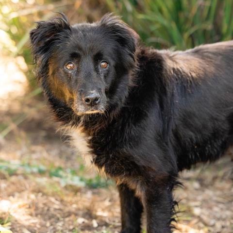 *CLEOPATRA - Chow Chow available for adoption