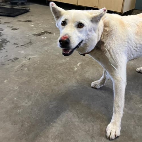 *HONDA - Siberian Husky available for adoption