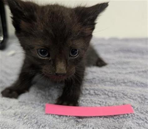 A888391 - Domestic Short Hair available for adoption