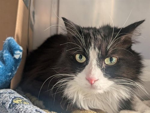 A888960 - Domestic Long Hair available for adoption