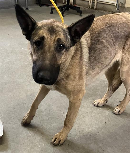 *STELLA - German Shepherd Dog available for adoption