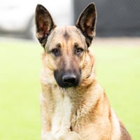 *STELLA - Photo 1