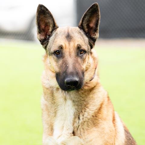 *STELLA - German Shepherd Dog available for adoption