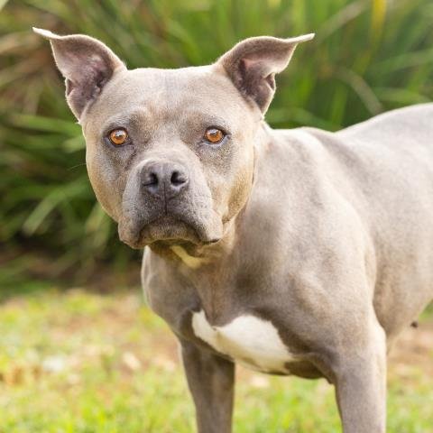 *PEBBLE - Pit Bull Terrier available for adoption