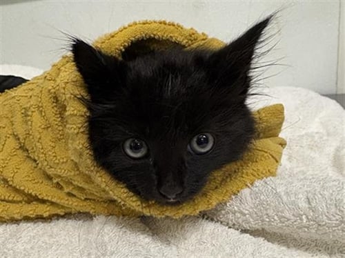 A888333 - Domestic Medium Hair available for adoption