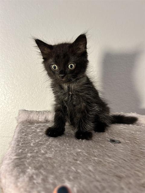*GRIZ - Domestic Short Hair available for adoption
