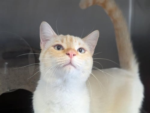 A887915 - Domestic Short Hair available for adoption
