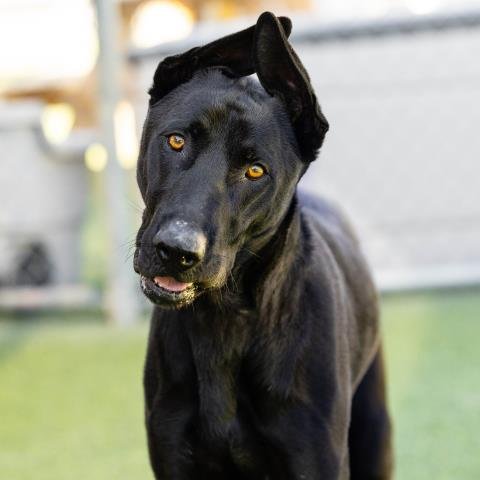 BUKI - Labrador Retriever available for adoption