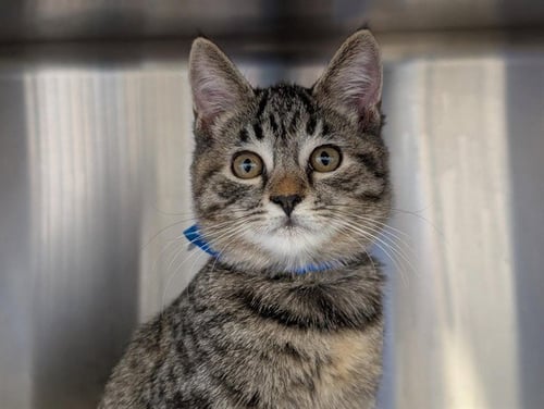 A888500 - Domestic Short Hair available for adoption