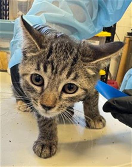 A888500 - Domestic Short Hair available for adoption