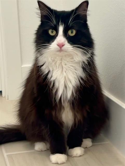 *CORALINE - Domestic Long Hair available for adoption