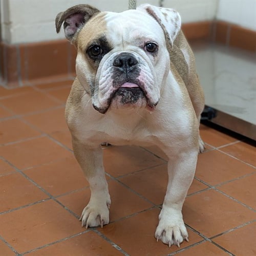 A888686 - English Bulldog available for adoption
