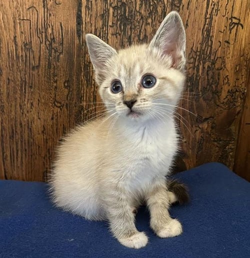 *BLENDER - Domestic Short Hair available for adoption
