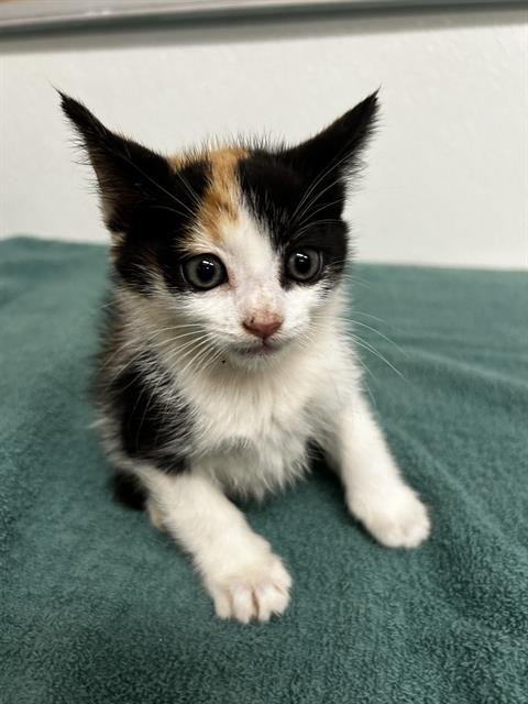 A889475 Image