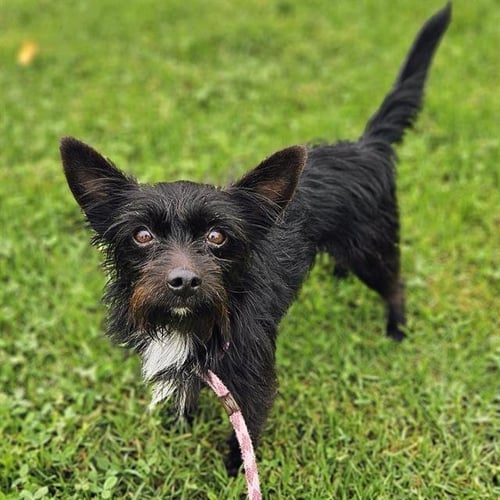 *BINGO - Chihuahua / Tibetan Terrier available for adoption