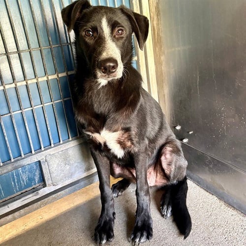 MALACHI - Border Collie available for adoption